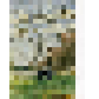 Этюд. Пять берез