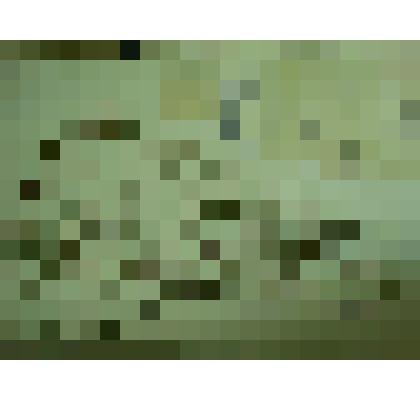 Гербарий. Мелкоцветник прямой, гербария М.И.Губельмана