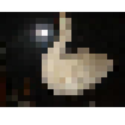 Чучело. Лебедь-шипун