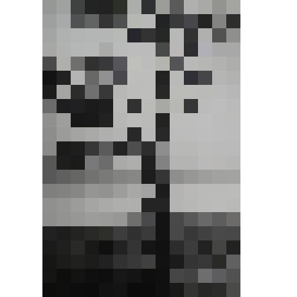 Фотография. "Роза ветров"