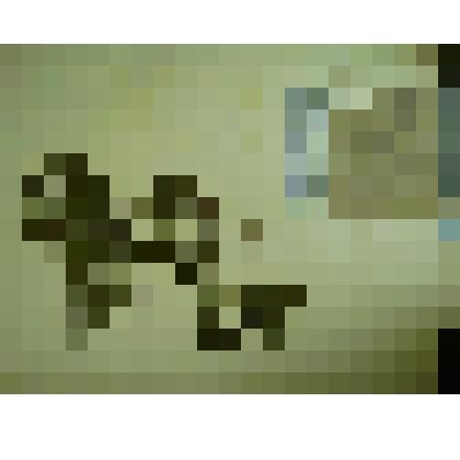 Гербарий. Малина сахалинская, гербария М.И.Губельмана