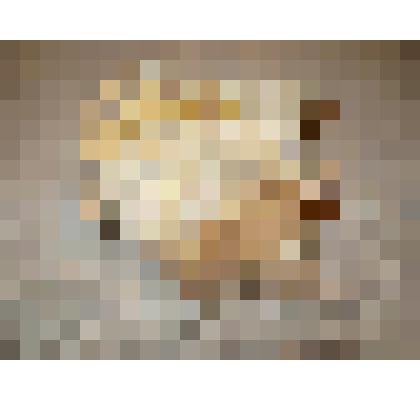 Окаменелость