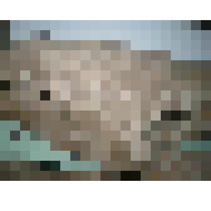 Череп носорога волосатого