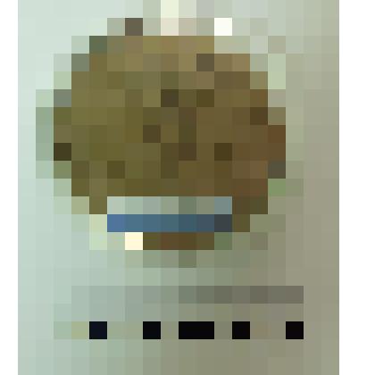 Образец. Почва песчаная