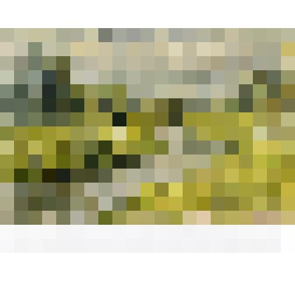 Этюд. Сурепка