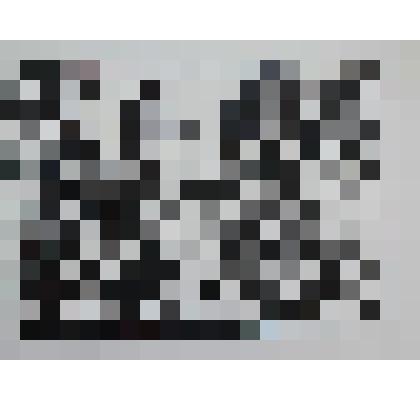 Воробьи и розы. Иллюстрация из серии "Рассказы о животных"