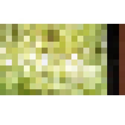 Из видеоинсталляции «Узел под соснами. Двойной сеанс». Фотография