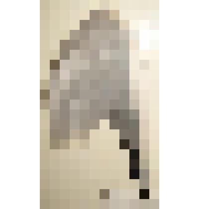 Крыло. Чайка озёрная. Из коллекции