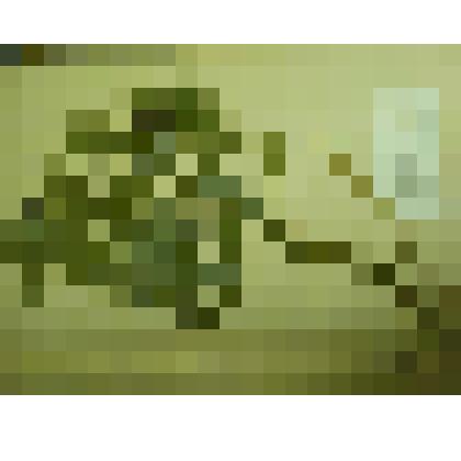 Гербарий. Чина гладкая. Из гербария "Флора Ингрика"