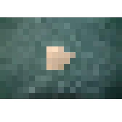 Обломок мшанки, фрагмент колонии в породе