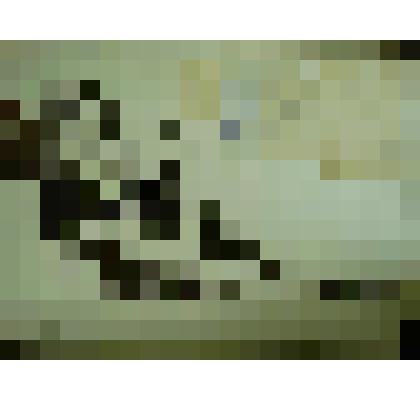 Гербарий. Рябинник рябиннолистный, гербария М.И.Губельмана