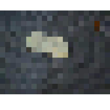 Кремень с отпечатком раковины. Кремень с отпечатком раковины