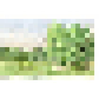 Этюд. Бельково. Горка