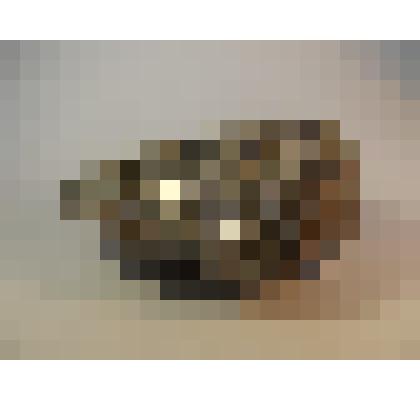 Ynoceramus labiatus. Двустворчатые моллюски