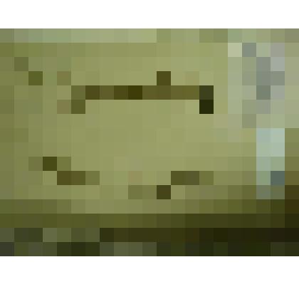 Гербарий. Мелкоцветник прямой, гербария М.И.Губельмана