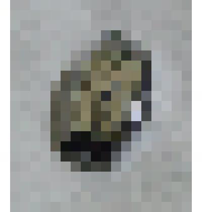 Часы наручные женские «Звезда» Орловой К.Н. из коллекции бытовых вещей семьи Орловой Калерии Николаевны, бывшей заведующей лабораторией Саратовского областного туберкулезного диспансера