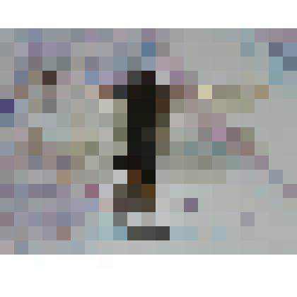 Препарат энтомологический. Волосатик лесной (самец)