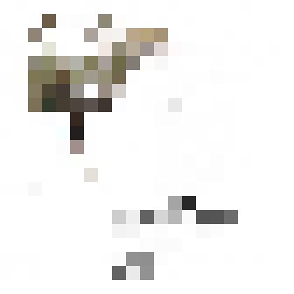 Гербарий
Торичник