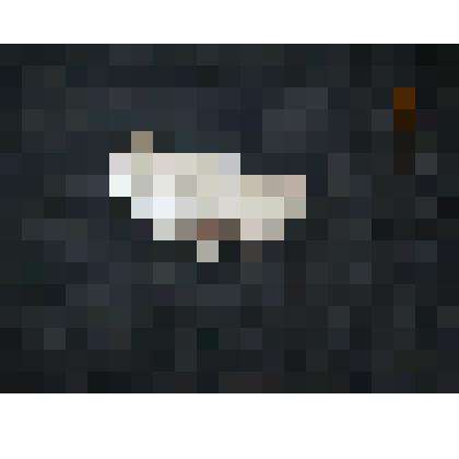 Морской обитатель. Коралл