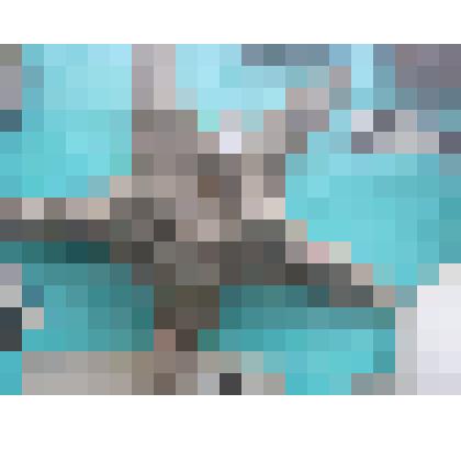 Морская звезда.Подарок городу от экипажа теплохода "Медногорск" 