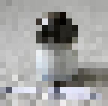 Перечница «Гриб-боровик»