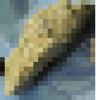 Отпечаток раковины в опоке. Из коллекции