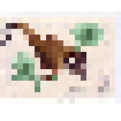 Марка почтовая. Почта СССР. Хохлатая синица