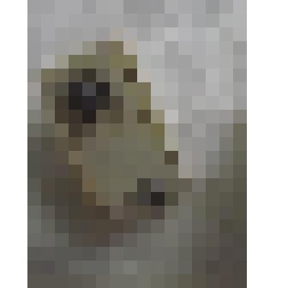 Жук "Прыгун нитенс"