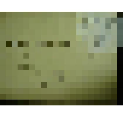 Гербарий. Мелкоцветник прямой, гербария М.И.Губельмана