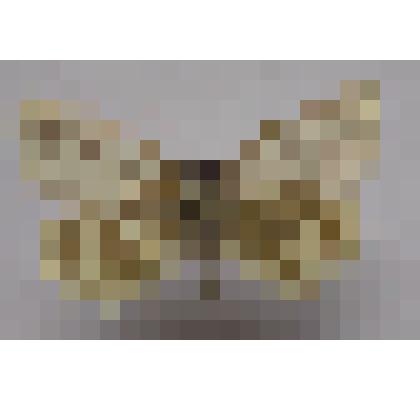 Бабочка. белянка. Репница