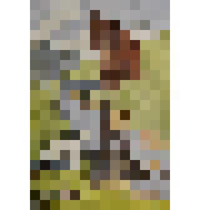 Карточка почтовая "Волк и ягнёнок" (К басне И.А. Крылова)