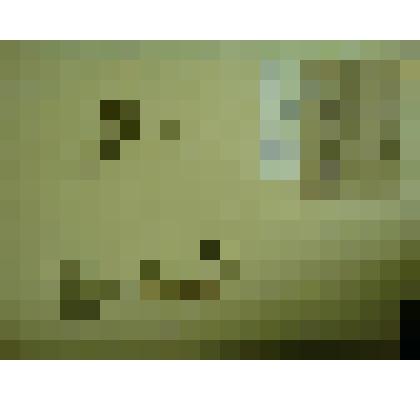 Гербарий. Земляника восточная, гербария М.И.Губельмана