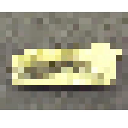 Gelocus aymardi Kowalevsky, челюсть верхняя (фрагмент в породе)