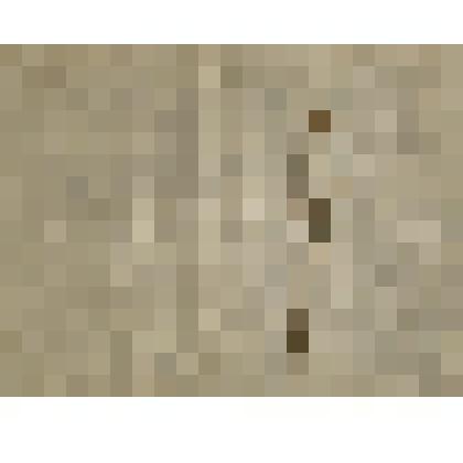 Растения Енисейского округа Енисейской губернии