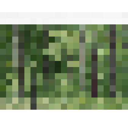 Этюд. В гуще еловой