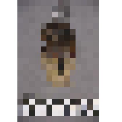 чеканка. Талисман на металлической пластине в виде продолговатого лица человека.борода из меха.   На обратной стороне подложка из кожи. Вверху пластины закреплено металлическое кольцо