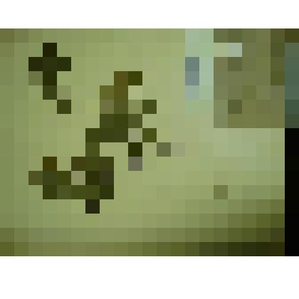 Гербарий. Спирея средняя, гербария М.И.Губельмана