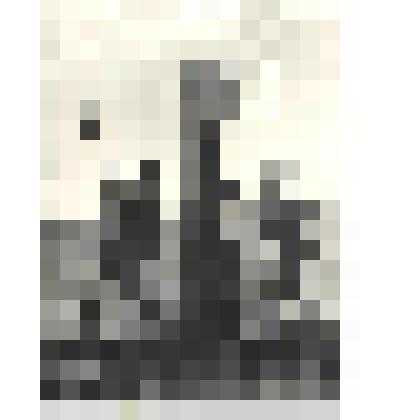 Фотографии. Фото ч/б. Граница СССР восстановлена, март 1944 г