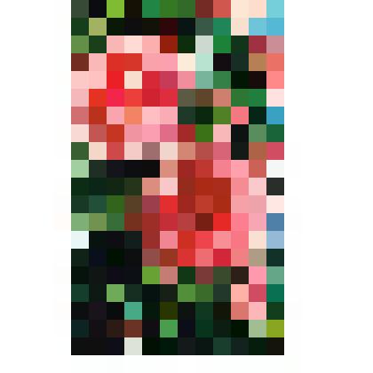 Роза "Сантэнэр де Лурд". Открытка. Из комплекта: Коллекция почтовых карточек и художественных открыток 1950-1970-х гг