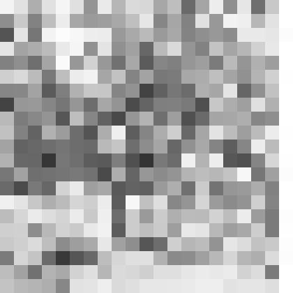 В садике. Старая груша