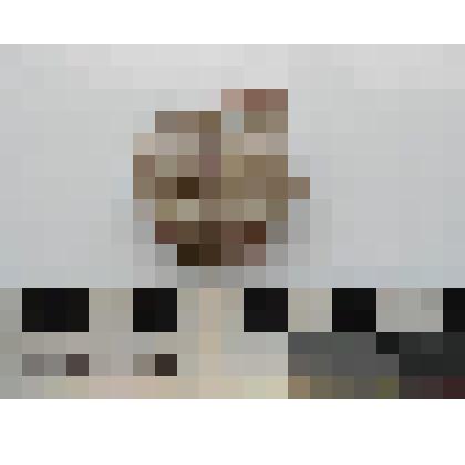 Археология. Фрагмент стенки сосуда, орнаментированный двумя рядами овальных вдавлений