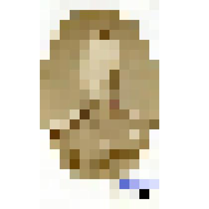 Фотография черно-белая. Баранеус Николай Павлович