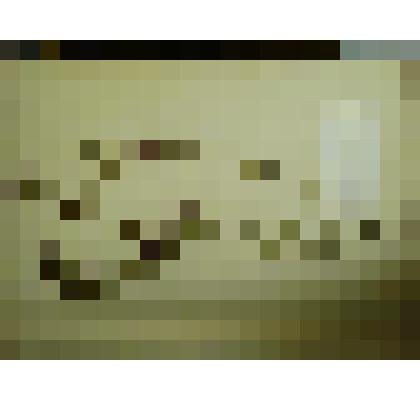 Гербарий. Клевер золотистый. Из гербария "Флора Ингрика"