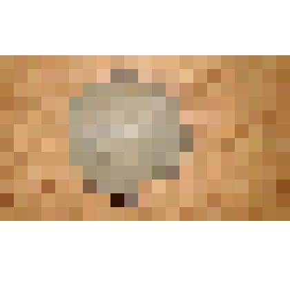 донце деревянное