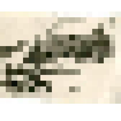 Фотография. Упряжка ездовых собак у мыса «Буруус-таас» на Ляховском острове