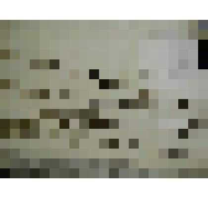 Гербарий. Полынь монгольская, гербария М.И.Губельмана