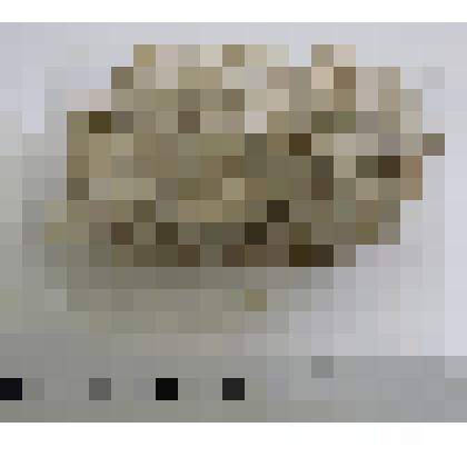 Ракушечник