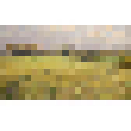 Картина. Туманное утро осенью