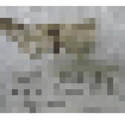 Бабочка "Совка фестива"