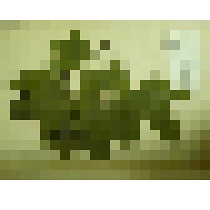 Гербарий. Клен остролистный. Из гербария "Флора Ингрика"